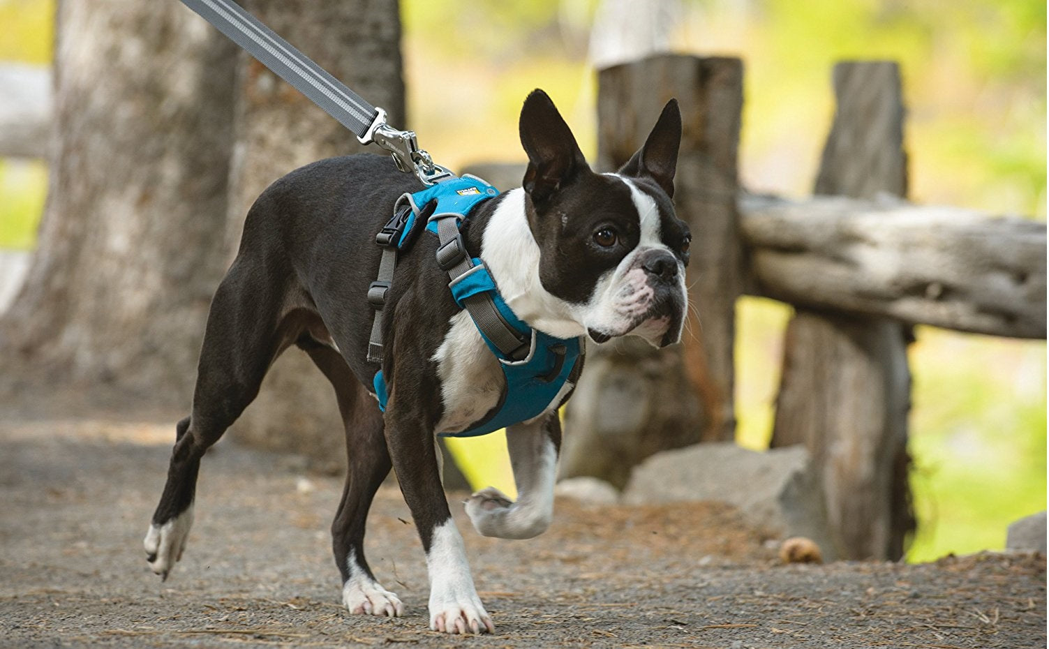Dog Harnesses | Leashes & Collars too!