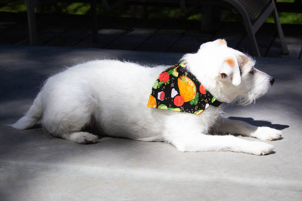 Taco Tuesday Dog Bandana