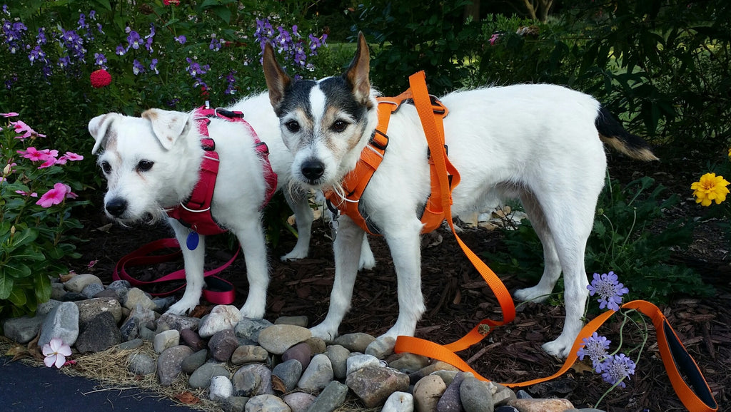Front Range Dog Harness Review - Ruffwear Brand |  2 Paws Up Approval too!