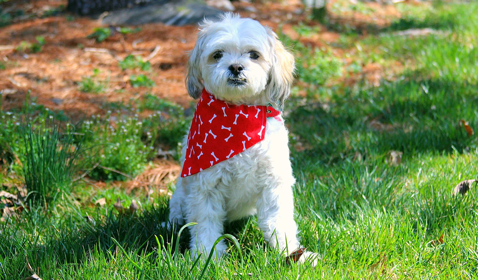 Dog Bandanas - Paisley Paw Designs