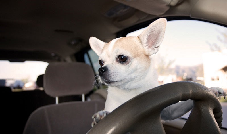 Dog Booster Seats