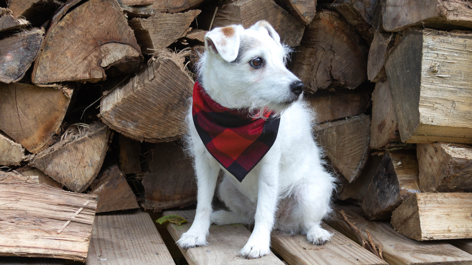 Paisley Paw Designs Fall & Winter Bandanas