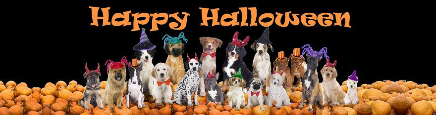 Dog Halloween Products