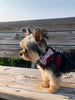 Maine Lobster Dog Bow Tie for small to large Doggie's - Hunter K9 Gear