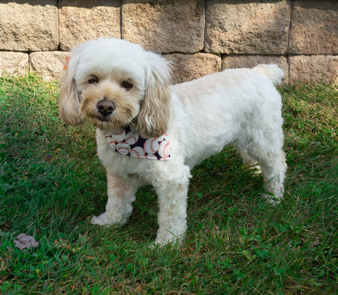 Boy I love Baseball! Dog Bandana - Over the Collar Style in 5 Sizes | Free Ship - Hunter K9 Gear