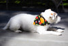 TACO Tuesday Dog Bandana - Over the Collar Style in 5 Sizes | Free Ship - Hunter K9 Gear